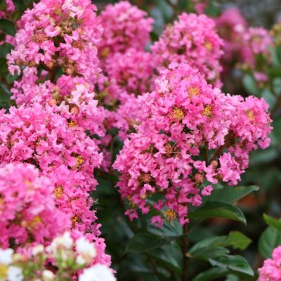 Image showing  3 gal. Crape Myrtle Miami
