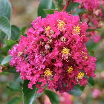 Image showing  3 gal. Crape Myrtle Miami