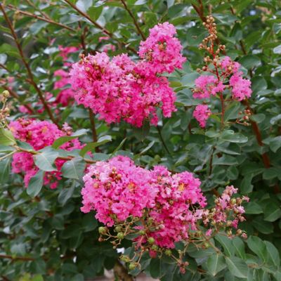 Image showing  3 gal. Crape Myrtle Miami