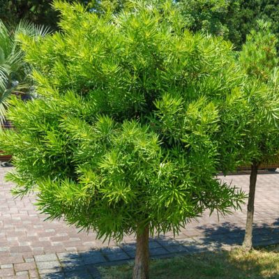 National Plant Network 3 gal. Yew