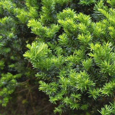 Image showing  3 gal. Yew