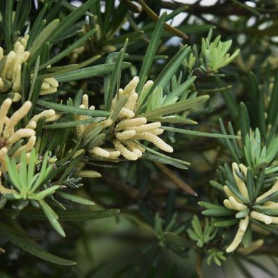 Image showing  3 gal. Yew