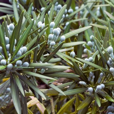 Image showing  3 gal. Yew