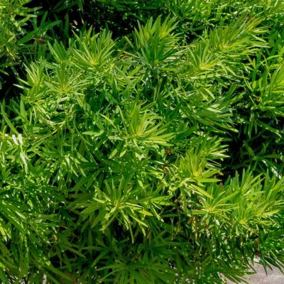 Image showing  3 gal. Yew