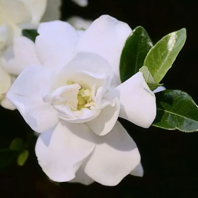 Image showing  2 gal. Gardenia Jubilation