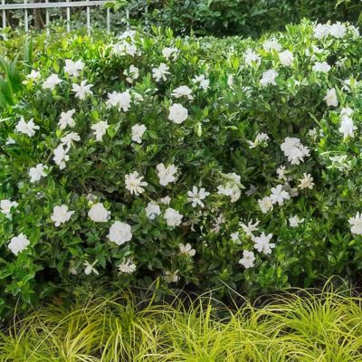 Image showing  2 gal. Gardenia Jubilation