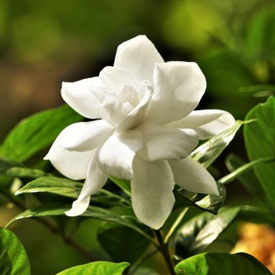 Image showing  2 gal. Gardenia Jubilation