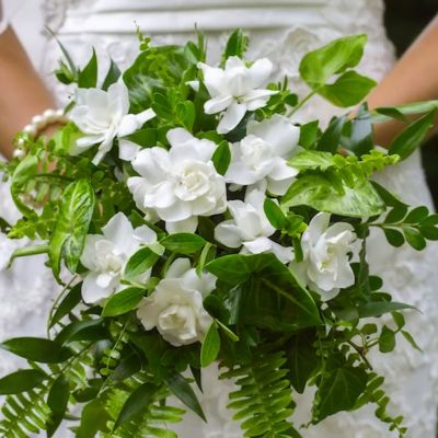 Image showing  2 gal. Gardenia Jubilation