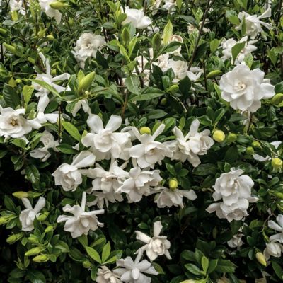 Image showing 5 th National Plant Network 2 gal. Gardenia Jubilation