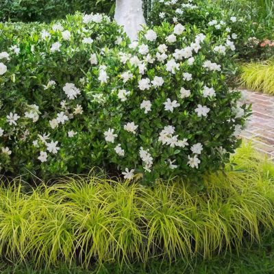 Image showing 6 th National Plant Network 2 gal. Gardenia Jubilation