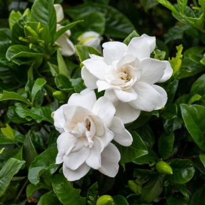 Image showing 7 th National Plant Network 2 gal. Gardenia Jubilation