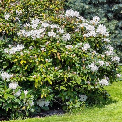 Image showing  3 gal. Azalea Snow