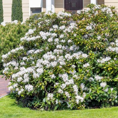Image showing  3 gal. Azalea Snow