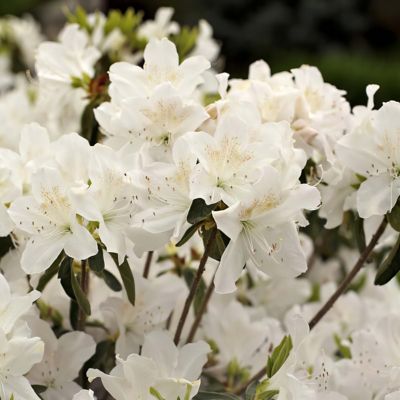 Image showing  3 gal. Azalea Snow