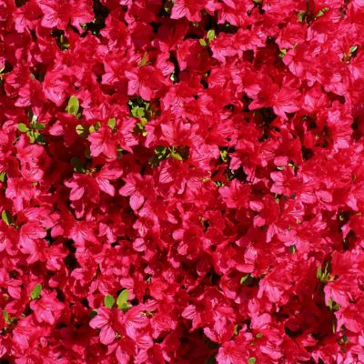 Image showing  3 gal. Azalea Massasoit