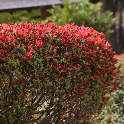 Image showing  3 gal. Azalea Massasoit