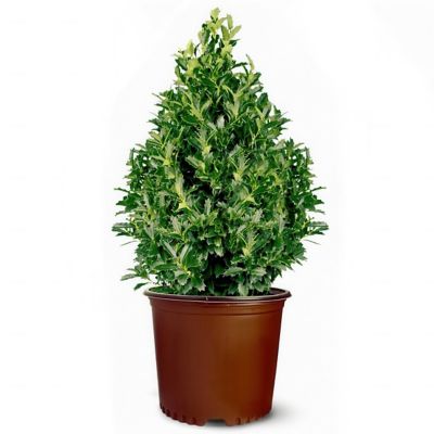 National Plant Network 2 gal. Oakland Holly