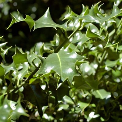 Image showing  2 gal. Oakland Holly