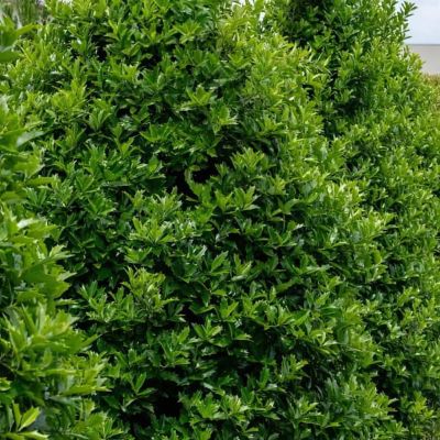 Image showing  2 gal. Oakland Holly