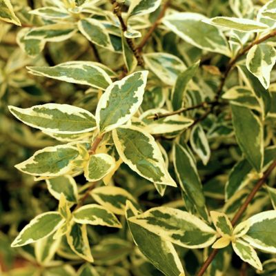 Image showing  2 gal. Abelia Miss Lemon