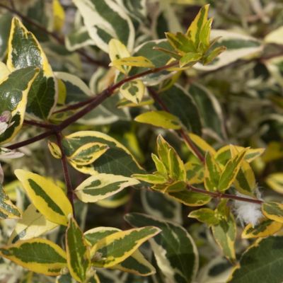 Image showing  2 gal. Abelia Miss Lemon