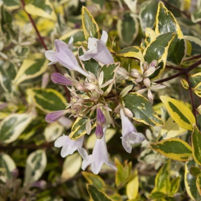 Image showing  2 gal. Abelia Miss Lemon