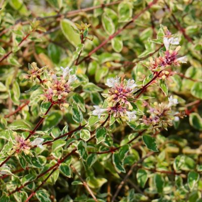 Image showing  2 gal. Abelia Miss Lemon