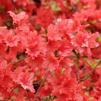 Image showing  3 gal. Azalea Flame Creeper