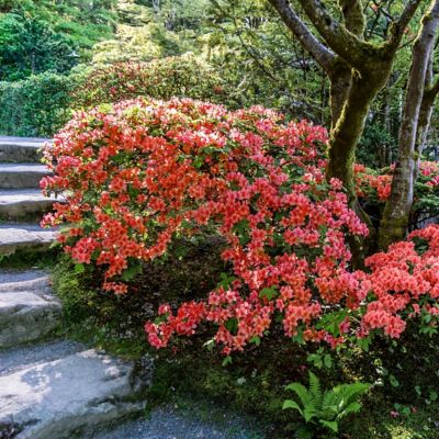 Image showing  3 gal. Azalea Flame Creeper