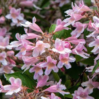 Image showing  3 gal. Abelia Edward Gaucher