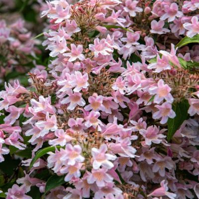 Image showing  3 gal. Abelia Edward Gaucher