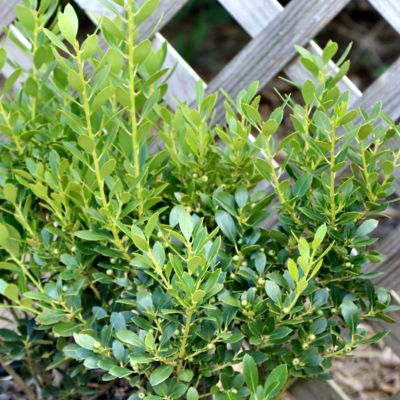 Image showing  3 gal. Ilex Glabra Densa