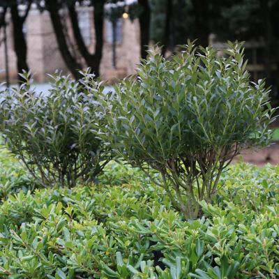 Image showing  3 gal. Ilex Glabra Densa