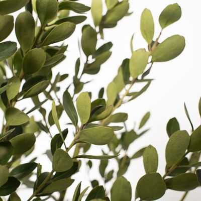 Image showing  1 gal. Ilex Glabra Densa