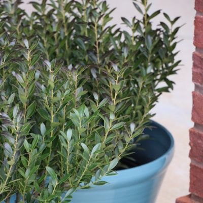 Image showing  1 gal. Ilex Glabra Densa