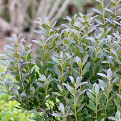 Image showing  1 gal. Ilex Glabra Densa