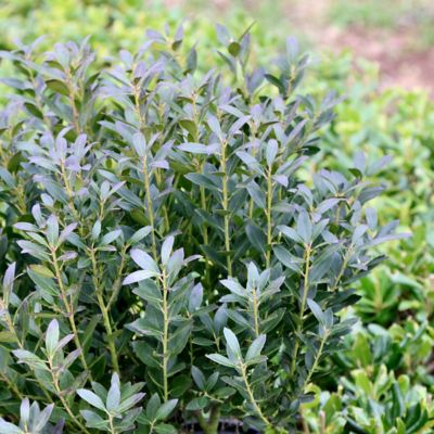 Image showing  1 gal. Ilex Glabra Densa