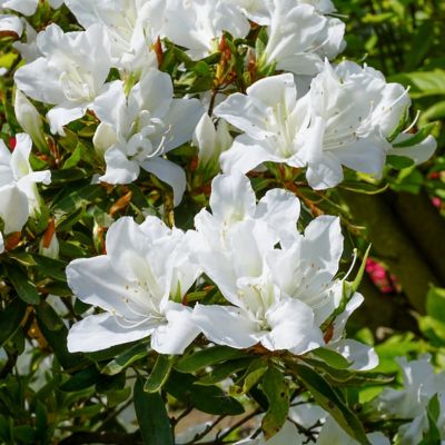 Image showing  3 gal. Azalea Delaware Valley White