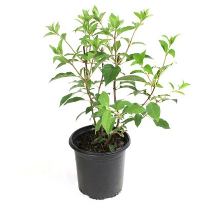 National Plant Network 1 gal. Hydrangea Sweet Starlight