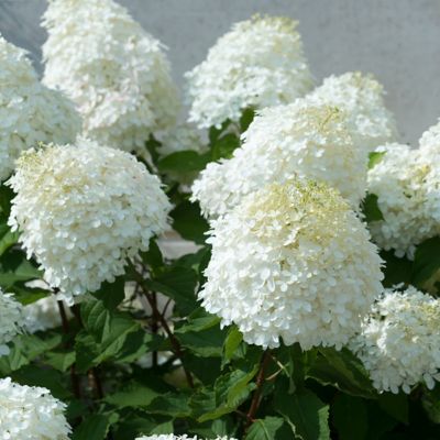 Image showing  1 gal. Hydrangea Sweet Starlight