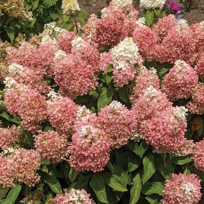 Image showing  3 gal. Hydrangea Sweet Starlight