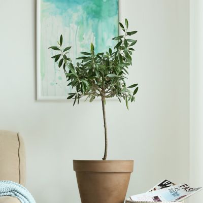 Image showing  3 gal. Olive Tree