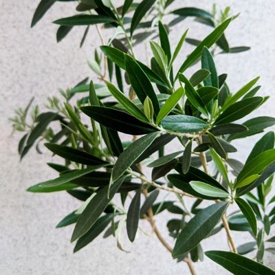 Image showing  3 gal. Olive Tree