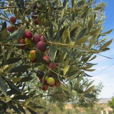 Image showing 8 th National Plant Network 3 gal. Olive Tree