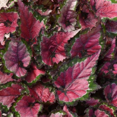 National Plant Network 6 in. Rex Begonia Cherry Fields
