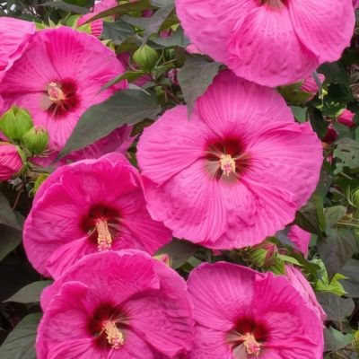 Image showing  3 gal. Potted Pink Hibiscus Head Over Heels Passion Bush