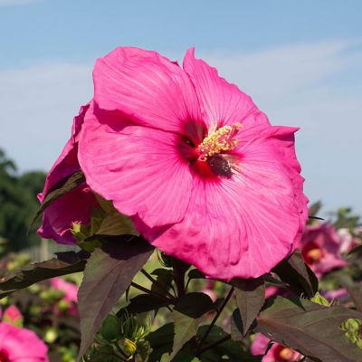 Image showing  3 gal. Potted Pink Hibiscus Head Over Heels Passion Bush