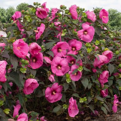 Image showing  3 gal. Potted Pink Hibiscus Head Over Heels Passion Bush