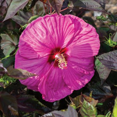 Image showing  3 gal. Potted Pink Hibiscus Head Over Heels Passion Bush