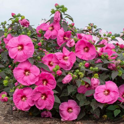 Image showing 5 th National Plant Network 3 gal. Potted Pink Hibiscus Head Over Heels Passion Bush